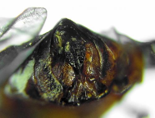 Réf. 292 206 : Pristiphora conjugata