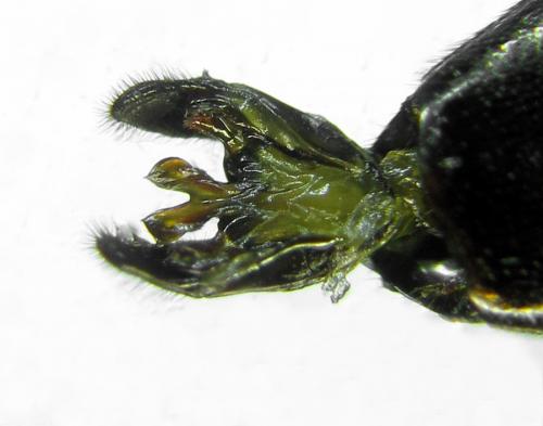 Aglaostigma langei