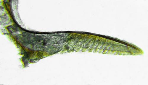 Réf. 292 207 : Pristiphora conjugata