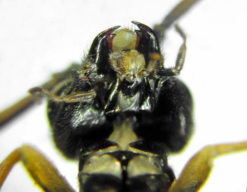 Réf. 292 067 : Aglaostigma langei