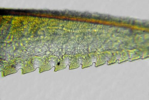 Réf. 292 208 : Pristiphora conjugata