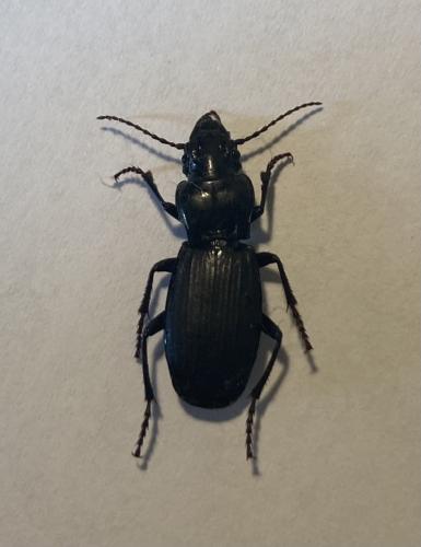 Percus corsicus