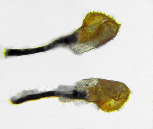 Réf. 292 069 : Aglaostigma langei