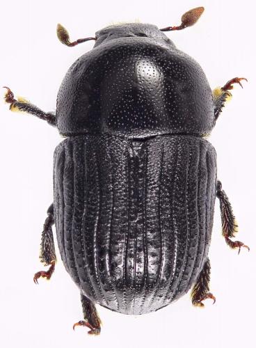 Réf. 292 761 : Phloeoborus punctatorugosus