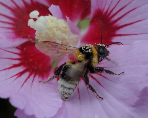Bombus (hortorum-ruderatus)