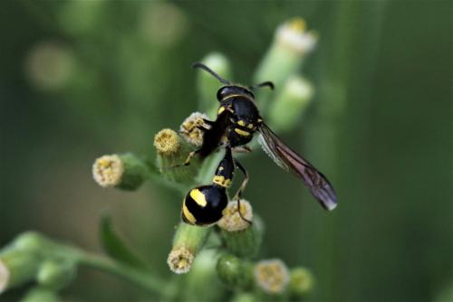 Eumenes sp.