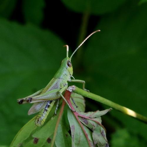 Réf. 292 666 : Pseudochorthippus parallelus