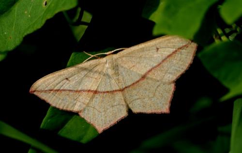 Réf. 292 759 : Timandra comae
