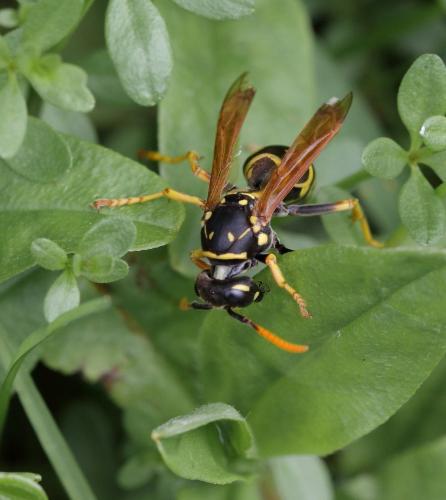 Polistes dominula
