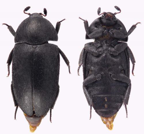 Dermestes fuliginosus