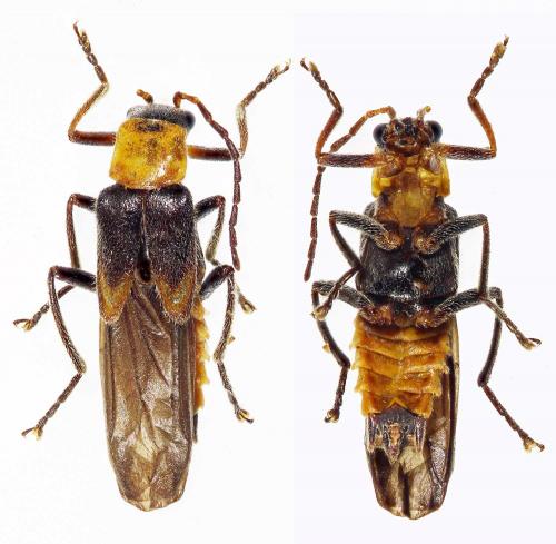Belotus abdominalis