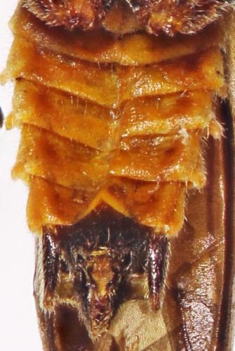 Réf. 292 787 : Belotus abdominalis