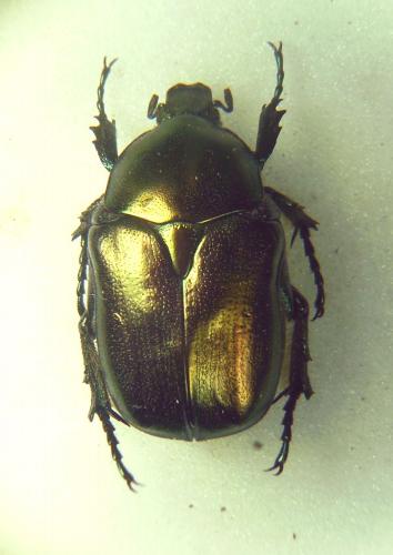 Potosia angustata