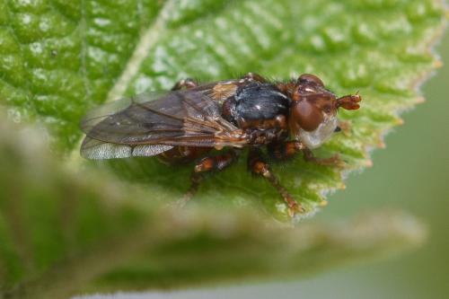 Myopa testacea