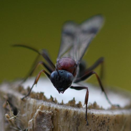 Réf. 292 810 : Xylophrurus augustus