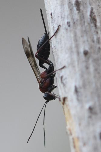 Réf. 292 805 : Xylophrurus augustus