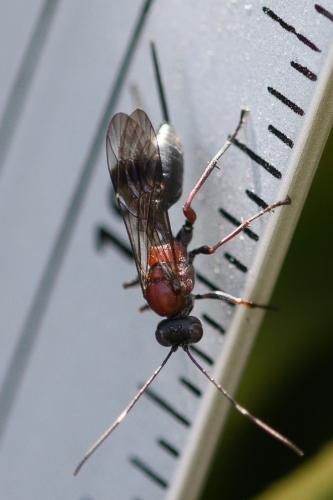 Réf. 292 806 : Xylophrurus augustus
