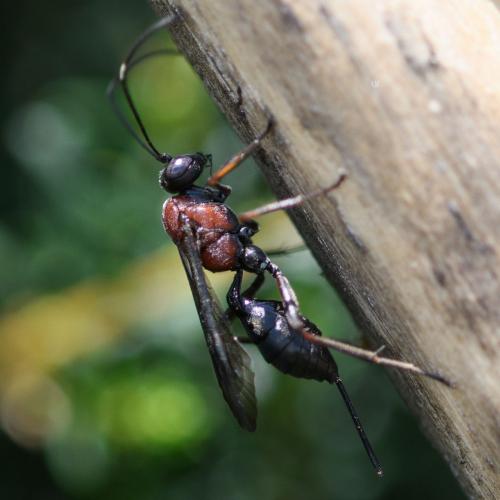 Réf. 292 812 : Xylophrurus augustus