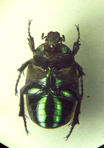 Réf. 292 789 : Potosia angustata