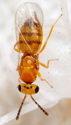 Réf. 292 695 : Tetrastichinae inconnu