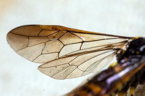 Allantus viennensis