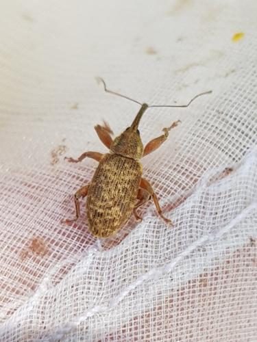 Dorytomus sp.