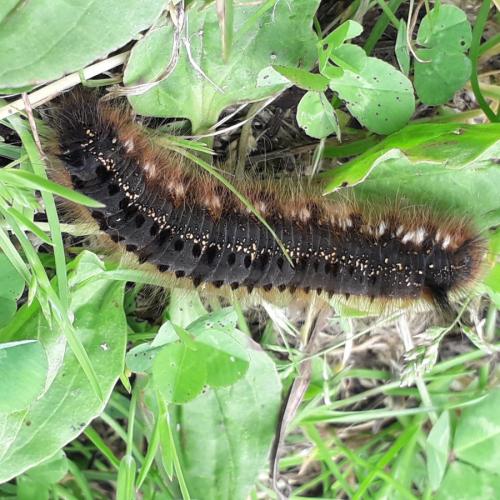 Réf. 292 798 : Euthrix potatoria