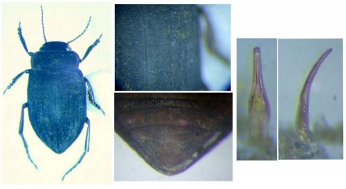 Réf. 292 011 : Deronectes hispanicus