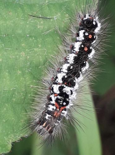 Euproctis similis