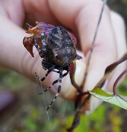 Araneus diadematus