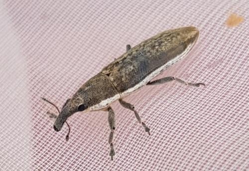 Lixus sp.