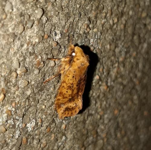 Réf. 292 876 : Conistra rubiginea