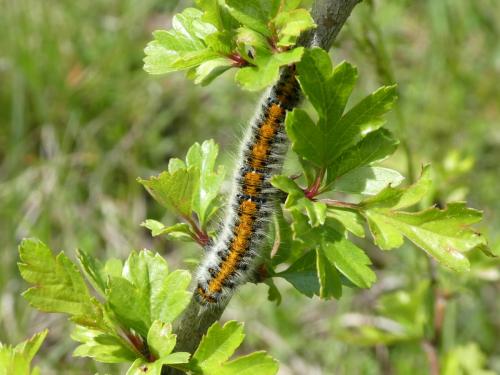 Réf. 292 000 : Lasiocampa trifolii
