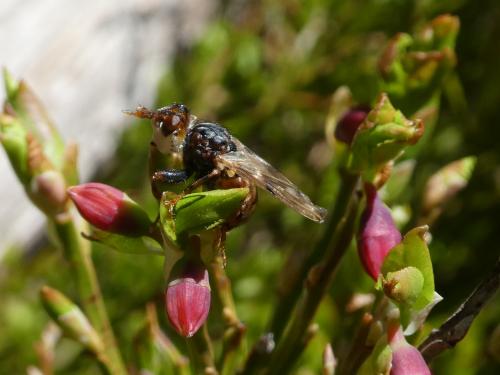 Myopa buccata