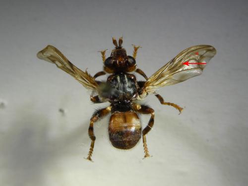 Myopa buccata