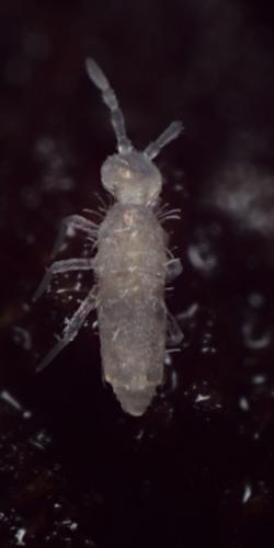 Coecobrya tenebricosa
