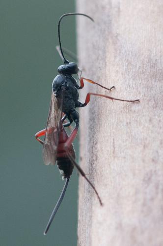 Réf. 292 038 : Hoplocryptus confector