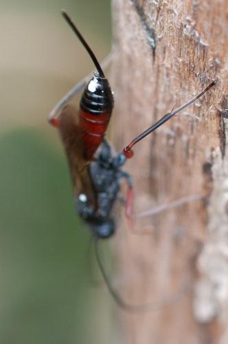 Réf. 292 043 : Hoplocryptus confector