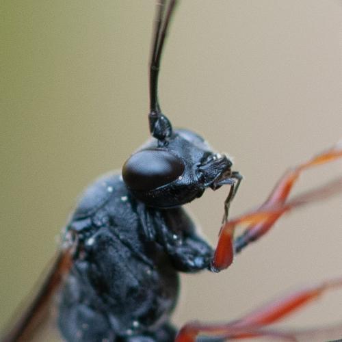 Réf. 292 040 : Hoplocryptus confector