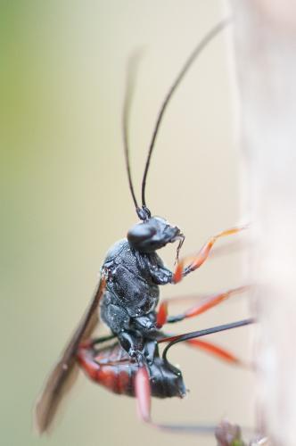 Réf. 292 041 : Hoplocryptus confector