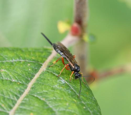 Réf. 292 868 : Pimplinae inconnu