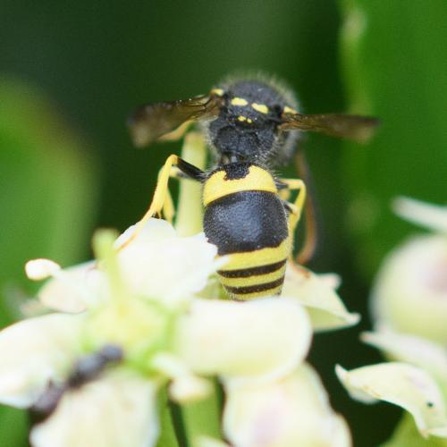 Ancistrocerus gazella