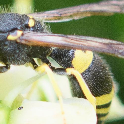 Réf. 292 845 : Ancistrocerus gazella