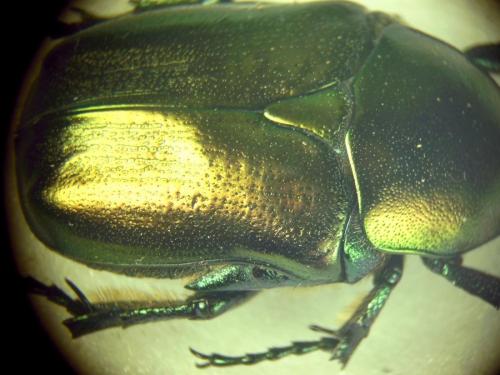 Réf. 292 790 : Potosia angustata