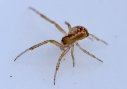 Zygiella sp.