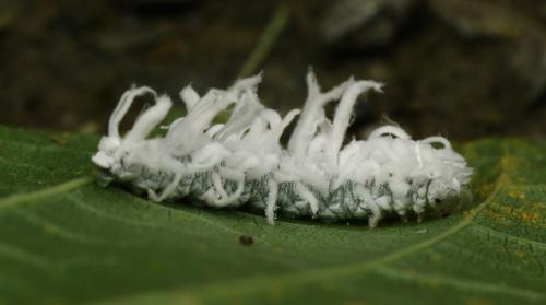 Réf. 292 722 : Eriocampa ovata