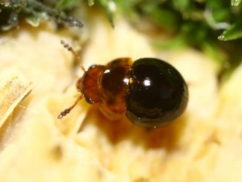 Réf. 292 957 : Agathidium sp.