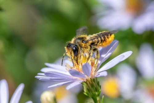 Réf. 292 667 : Megachile sp.