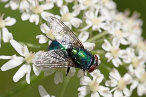 Lucilia sp.