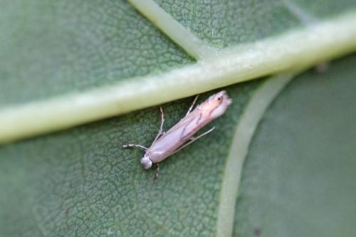 Phyllonorycter harrisella